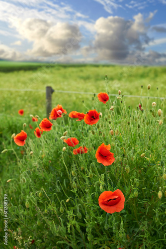 Flowers  grass and red poppies in field for natural beauty  spring mockup and blossom. Countryside  nature background and closeup of flower for environment  ecosystem and flora growing in meadow