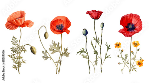 collection of beautiful red poppy flowers and twigs  isolated  flat lay  ai generated 