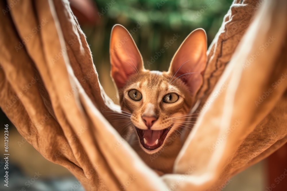 Close-up portrait photography of a happy oriental shorthair cat pouncing against a against an inviting hammock. With generative AI technology