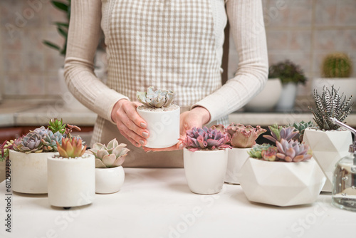 Woman holding Echeveria Succulent house plant in a pot