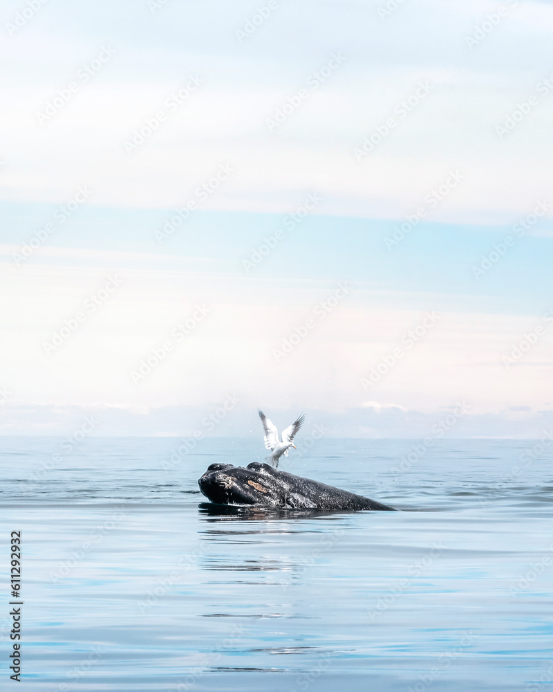 Seagull perches on whale in Argentine Patagonia