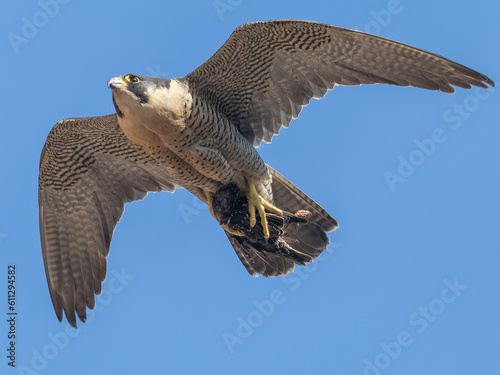 Peregrine with a Starling meal