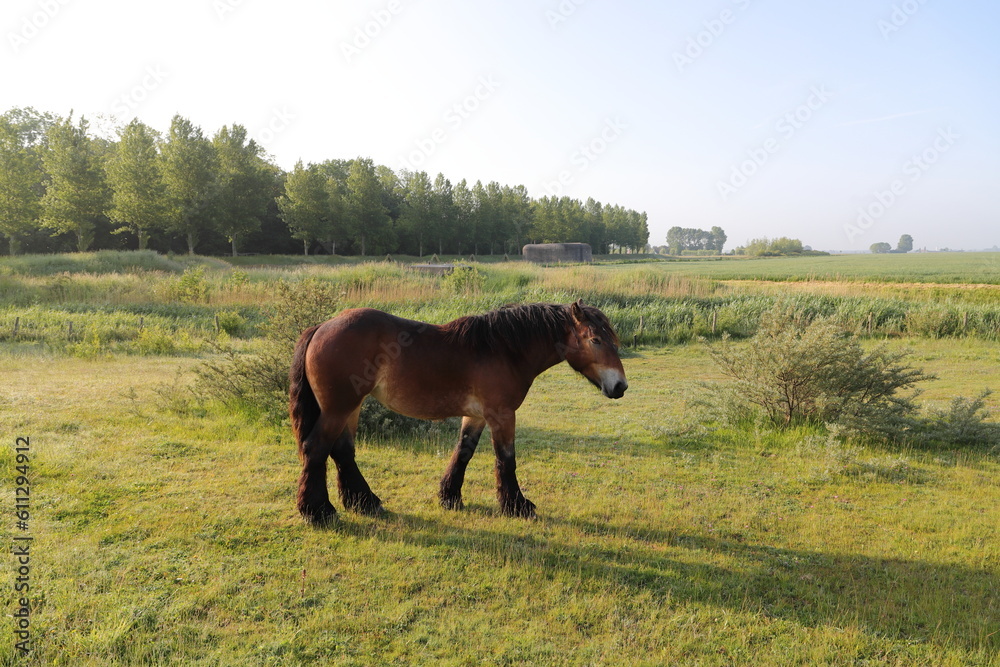 Naklejka premium a nice funny portrait of a horse