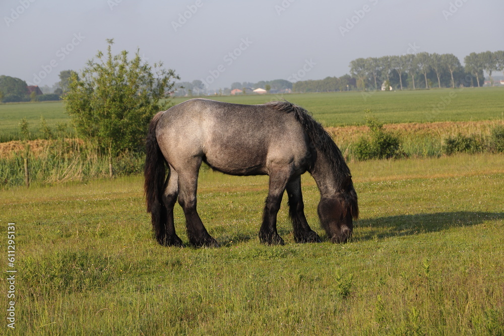 a nice funny portrait of a horse a nice funny portrait of a horse