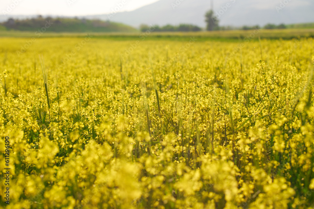 Yellow flowers are not a summer meadow. Natural background of plants. Bright summer texture Yellow flowers are not a summer meadow. Natural background of plants. Bright summer texture