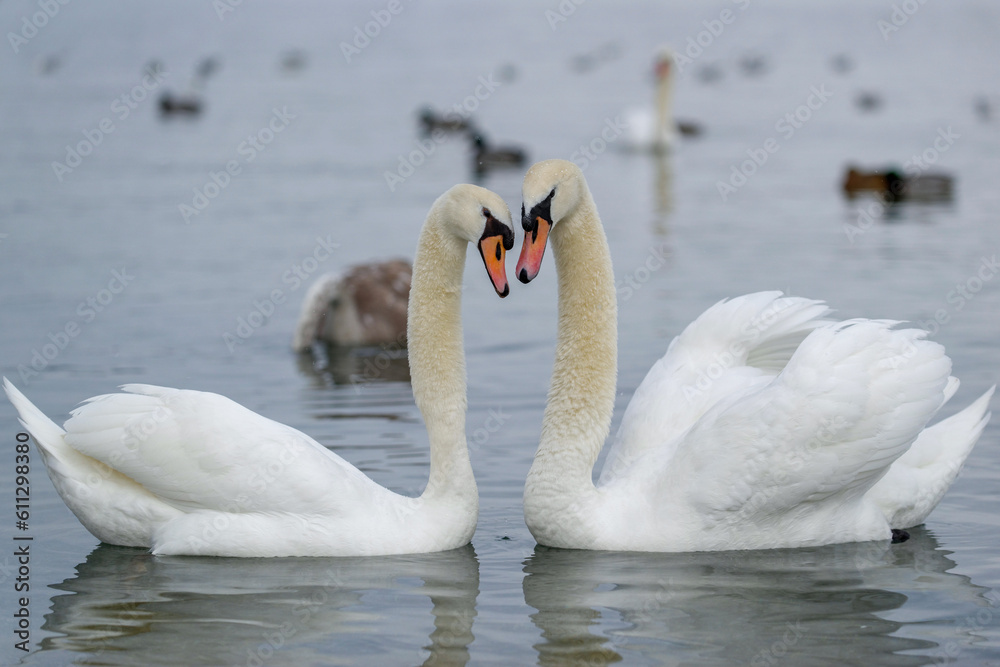 Obraz premium Cygnes en hiver