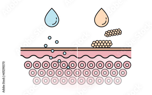 Comparison of the mechanism of nutrient absorption and not absorb skin layer with color and line vector isolated on white background. Skin care and beauty concept. Flat icon illustration.