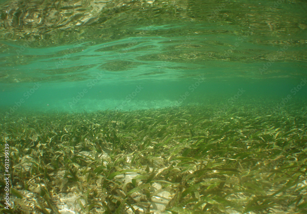 some mangroves in the crystal clear waters of the caribbean sea