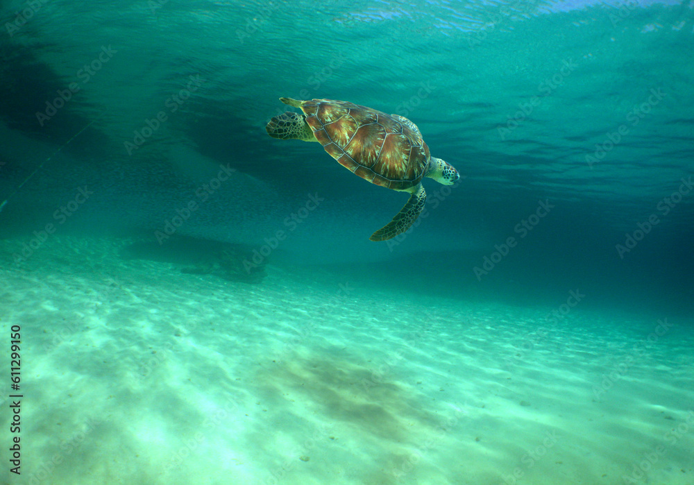 a beautiful sea turtle in the crystal clear waters of the caribbean sea