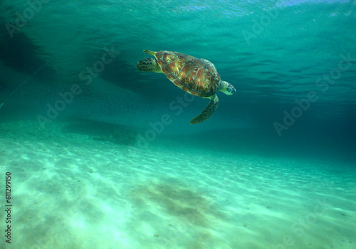 a beautiful sea turtle in the crystal clear waters of the caribbean sea © gustavo