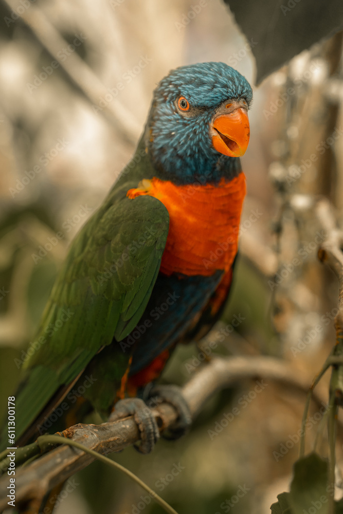 Rainbow Lorikeet tropical bird, jungle parrot colourful feathers beautiful colorful birds, cute blue feathers, green feather