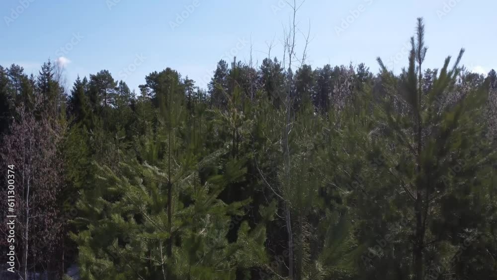 Pine forest top view. The camera moves from bottom to top. Aerial photography from a drone. Pine forest top view. The camera moves from bottom to top. Aerial photography from a drone.