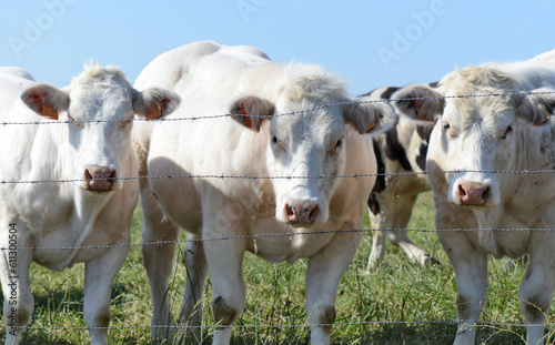 Belgian cows grazing in Belgium Ardennes countriside © pbombaert