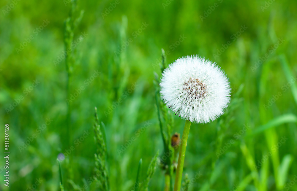 Dandelion on a natural background, blowball