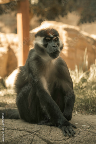 Mangabey monkey in a zoo enclosure, large primate black and white fur and large teeth, African mammal cute monkeys 