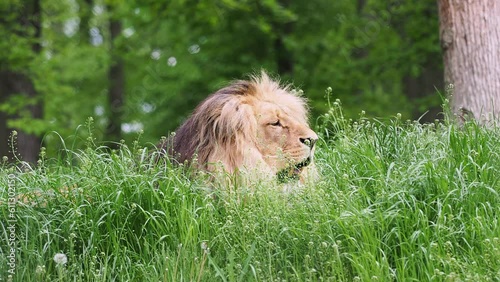 Katanga Lion or Southwest African Lion, panthera leo bleyenberghi. African lion in the grass. photo