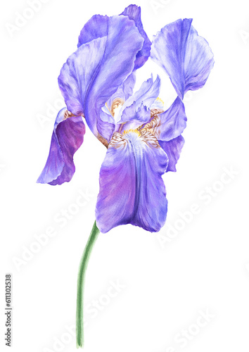 Purple iris flower botanical illustration.