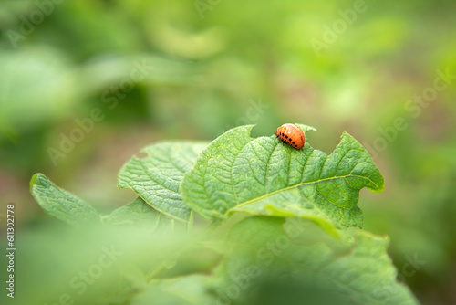 Colorado potato beetle eating the leaf and damaging the potato plant  © BigBlueStudio