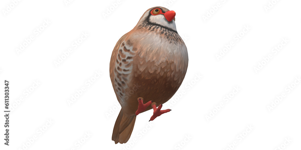Partridge Bird isolated on a Transparent Background Partridge Bird isolated on a Transparent Background