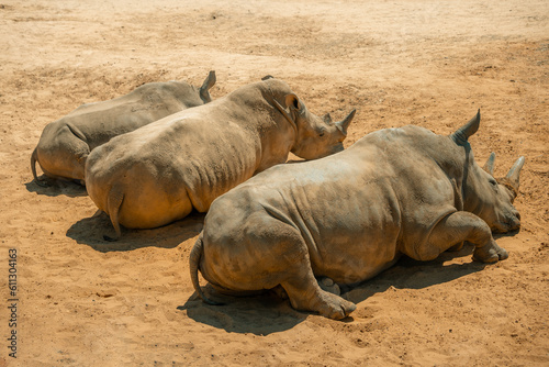 Rhinoceros family sleeping in the sun, desert animal African grey rhino white rhinos resting, endangered species large mammals, horns baby rhinoceros