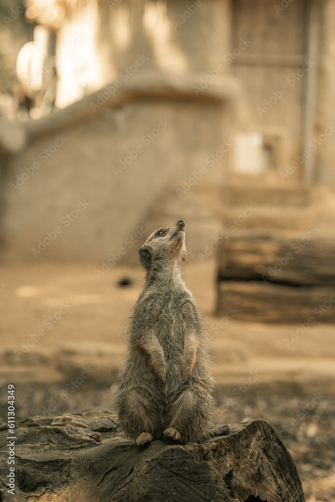 Fototapeta premium Meerkat sitting on a log, prairie dog small mammal in a zoo enclosure, wild animals safari meerkats