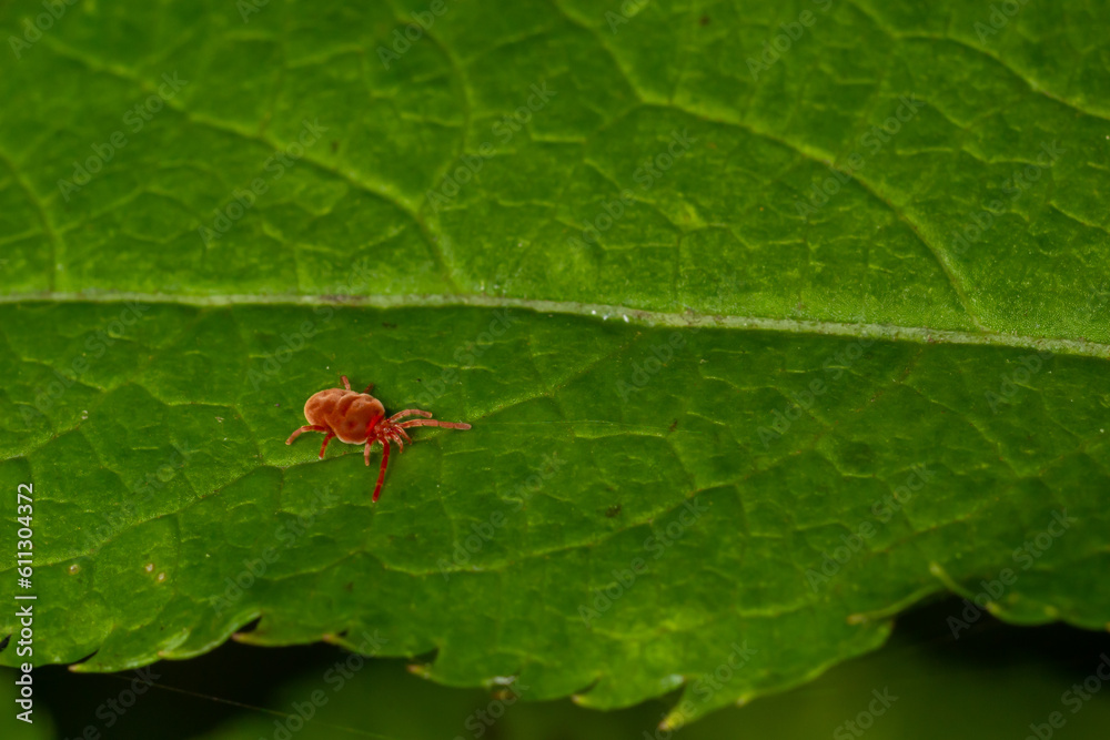 Close up macro Red velvet mite or Trombidiidae in natural environment Close up macro Red velvet mite or Trombidiidae in natural environment