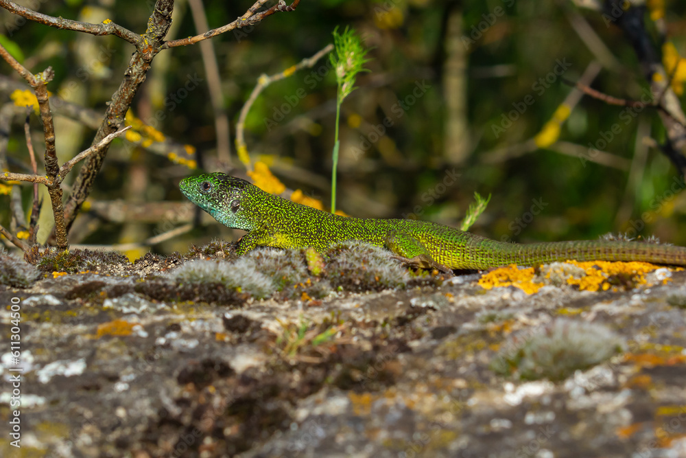 European green lizard Lacerta viridis emerging from the grass exposing its beautiful colors European green lizard Lacerta viridis emerging from the grass exposing its beautiful colors