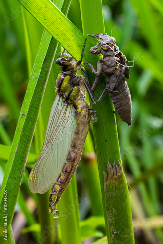 Larval dragonfly grey shell. Nymphal exuvia of Gomphus vulgatissimus. White filaments hanging out of exuvia are linings of tracheae. Exuviae, dried outer casing on blade of grass photo