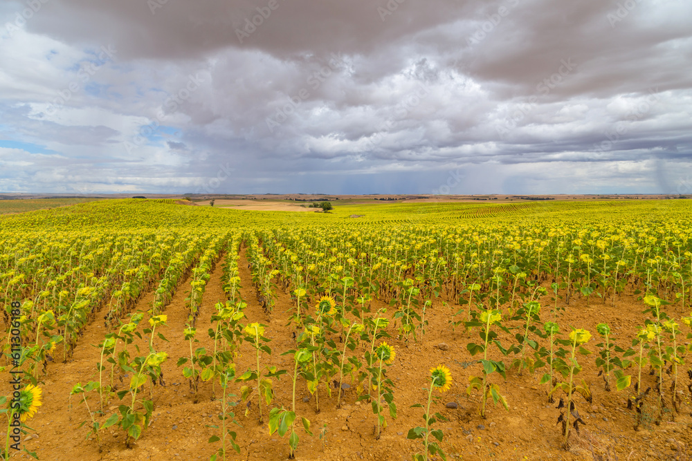 Field of sunflowers in Spain