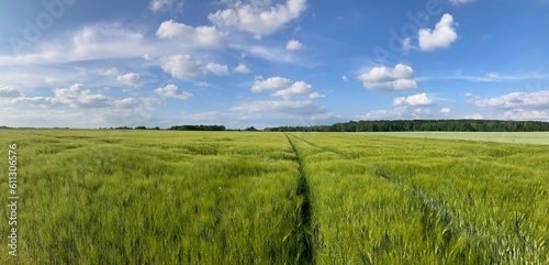 Horizotal photo  view of an unripe rye field on a sunny afternoon with tractor tracks in it.