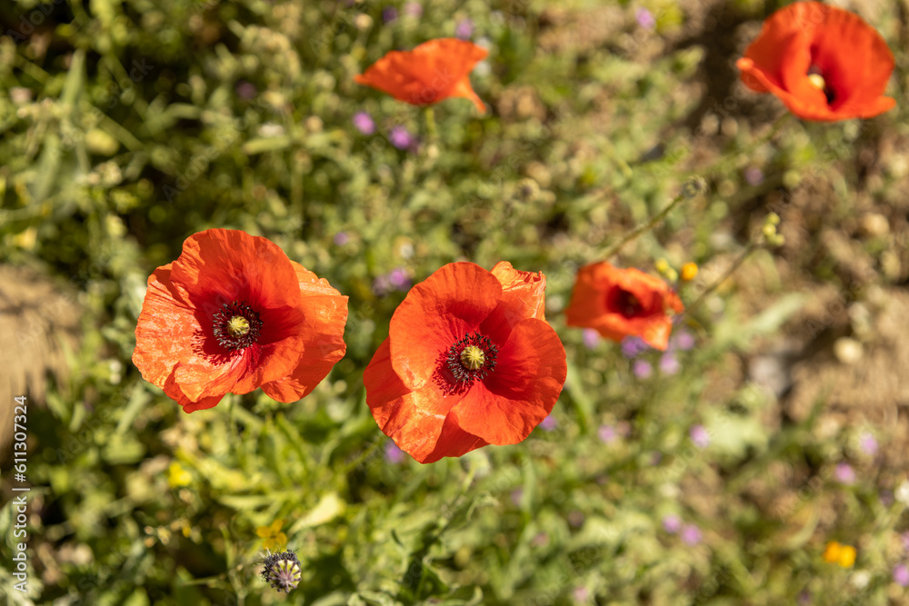 Delicate flowers with red petals. Wild flowers. Delicate flowers with red petals. Wild flowers.