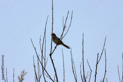 A beautiful animal portrait of a songbird perched on a tree