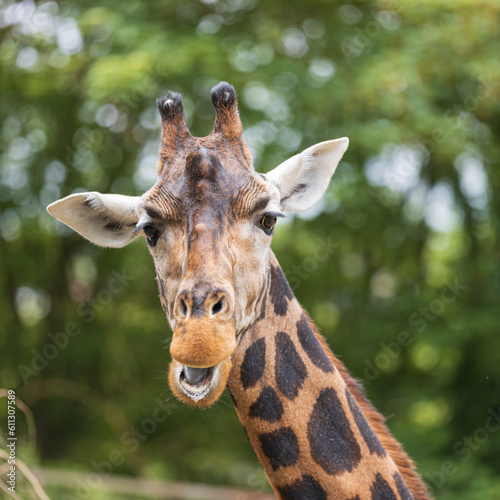 Giraffe expression © Alan-DPhotos