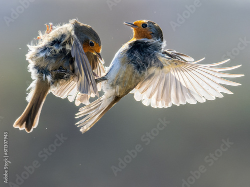 Robins Fighting
