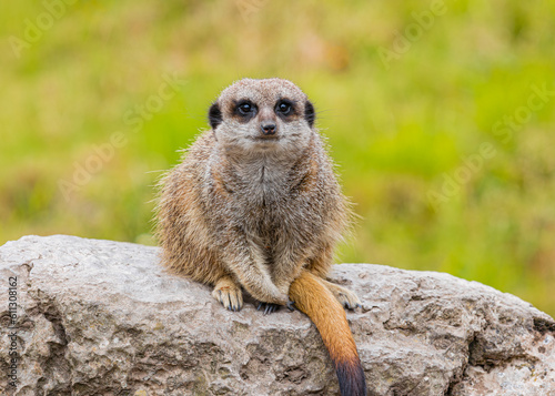 Meerkat lookout © Alan-DPhotos