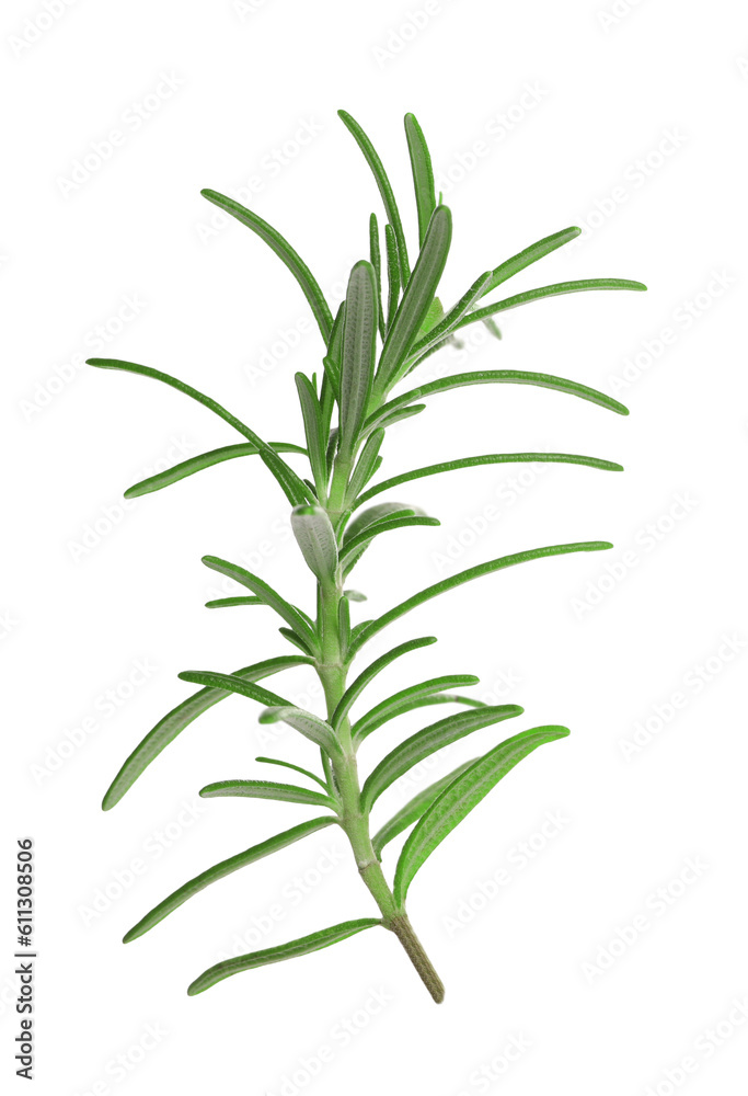 Sprig of fresh rosemary isolated on white Sprig of fresh rosemary isolated on white