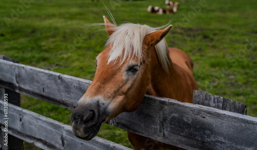 Brown horse behind a wooden fence.