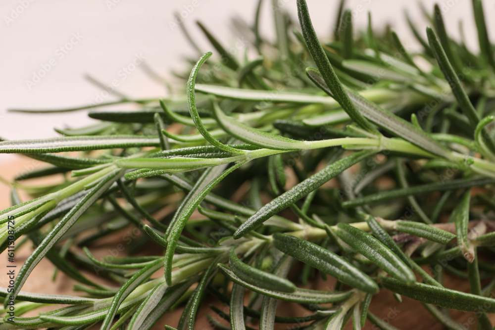 Sprigs of fresh green rosemary, closeup view Sprigs of fresh green rosemary, closeup view