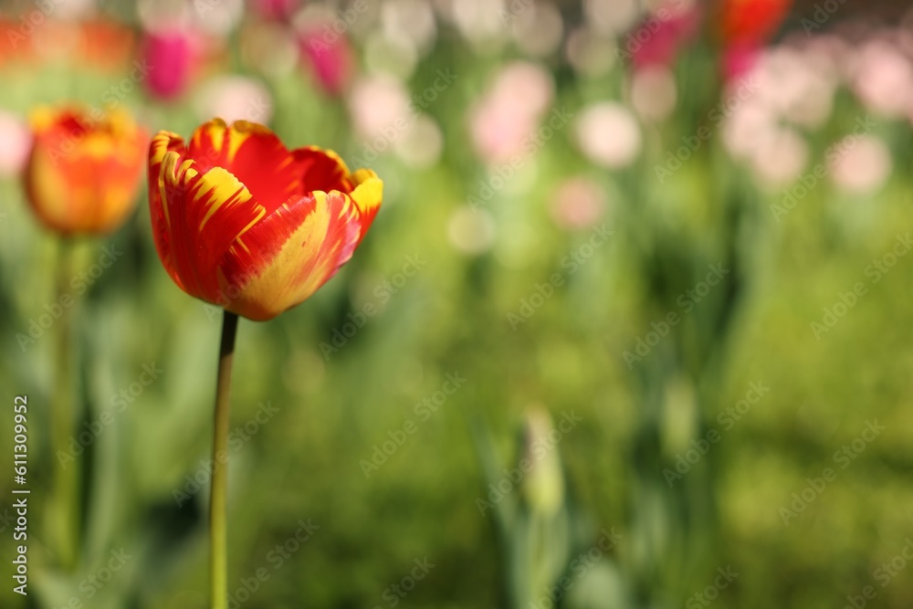Beautiful bright tulip growing outdoors on sunny day, closeup. Space for text Beautiful bright tulip growing outdoors on sunny day, closeup. Space for text