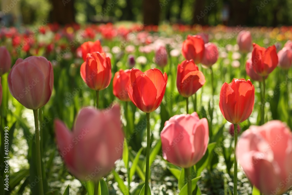Beautiful bright tulips growing outdoors on sunny day, closeup Beautiful bright tulips growing outdoors on sunny day, closeup