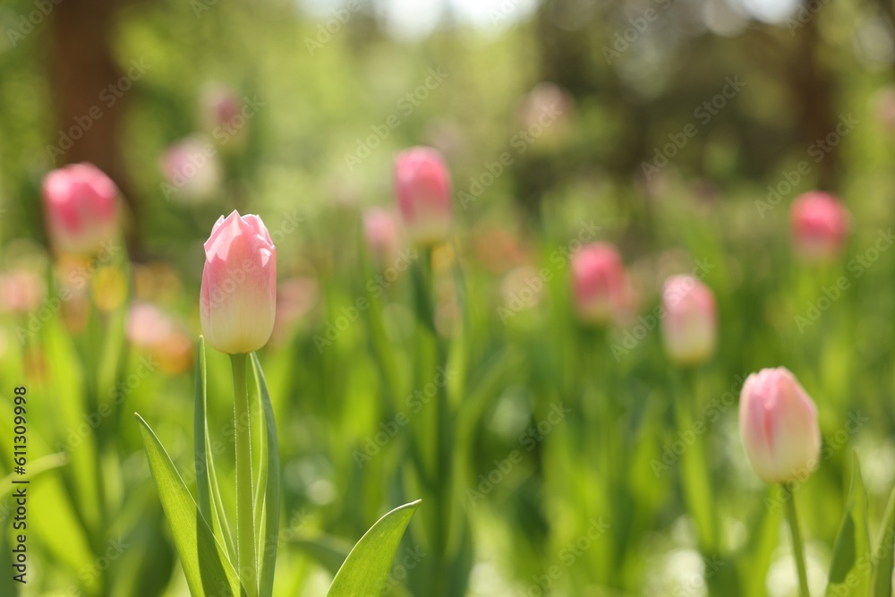 Fototapeta premium Beautiful pink tulips growing outdoors on sunny day, closeup. Space for text