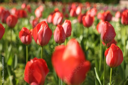 Beautiful red tulips growing outdoors on sunny day  closeup