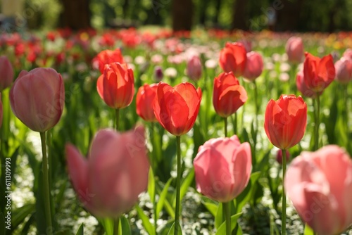 Beautiful bright tulips growing outdoors on sunny day  closeup