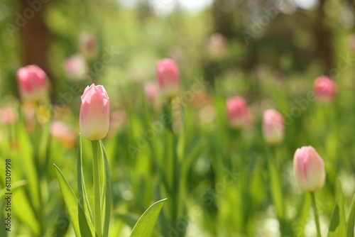 Beautiful pink tulips growing outdoors on sunny day, closeup. Space for text