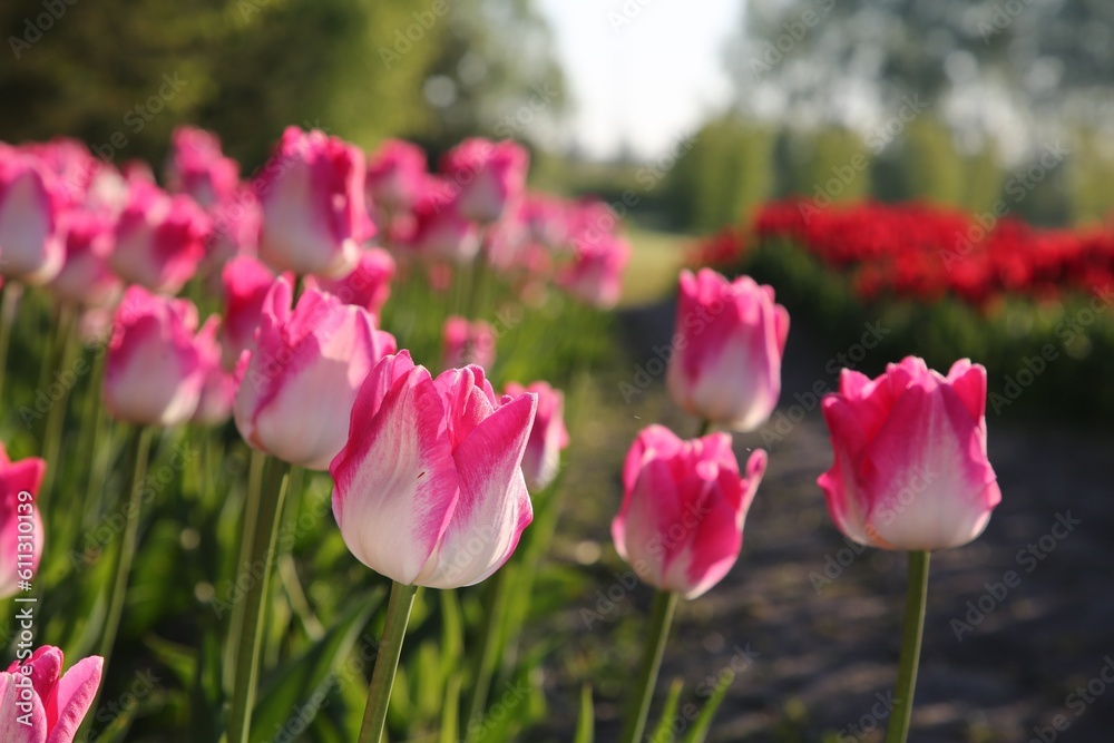 Beautiful pink tulip flowers growing in field on sunny day, closeup Beautiful pink tulip flowers growing in field on sunny day, closeup