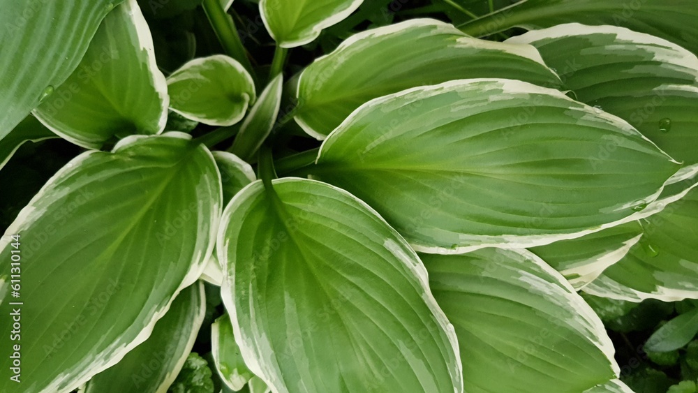 leaves background leaves background