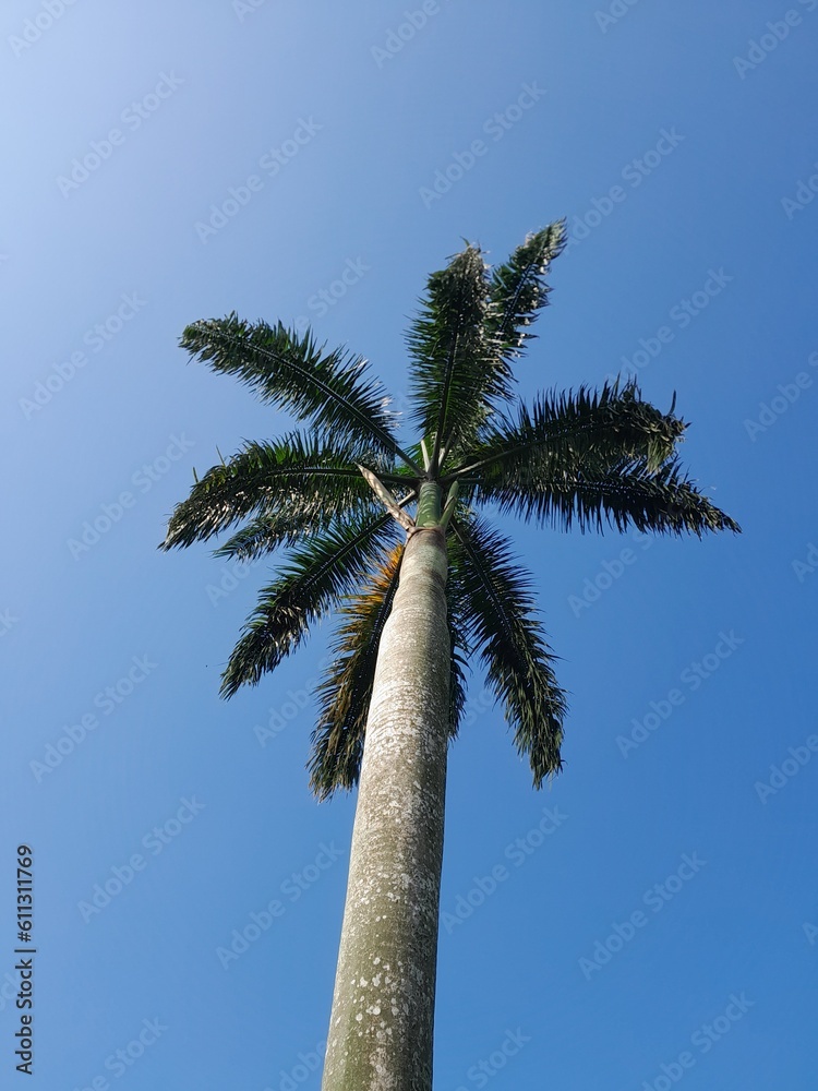 Obraz premium palm trees against blue sky