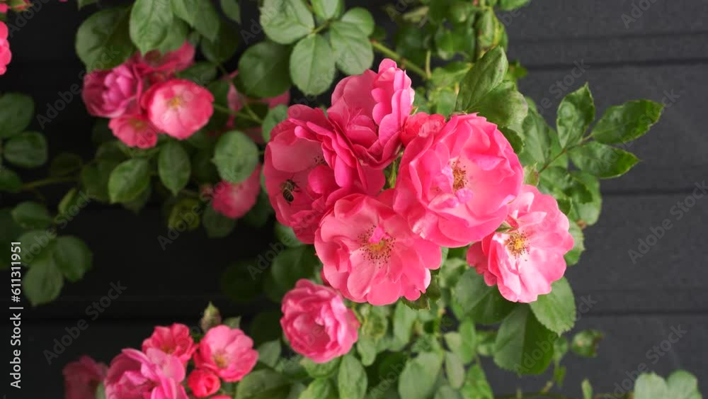 The branch of a weaving wild rose with pink flowers swings from the wind. Roses in the garden. High quality 4k footage, vertical The branch of a weaving wild rose with pink flowers swings from the wind. Roses in the garden. High quality 4k footage, vertical
