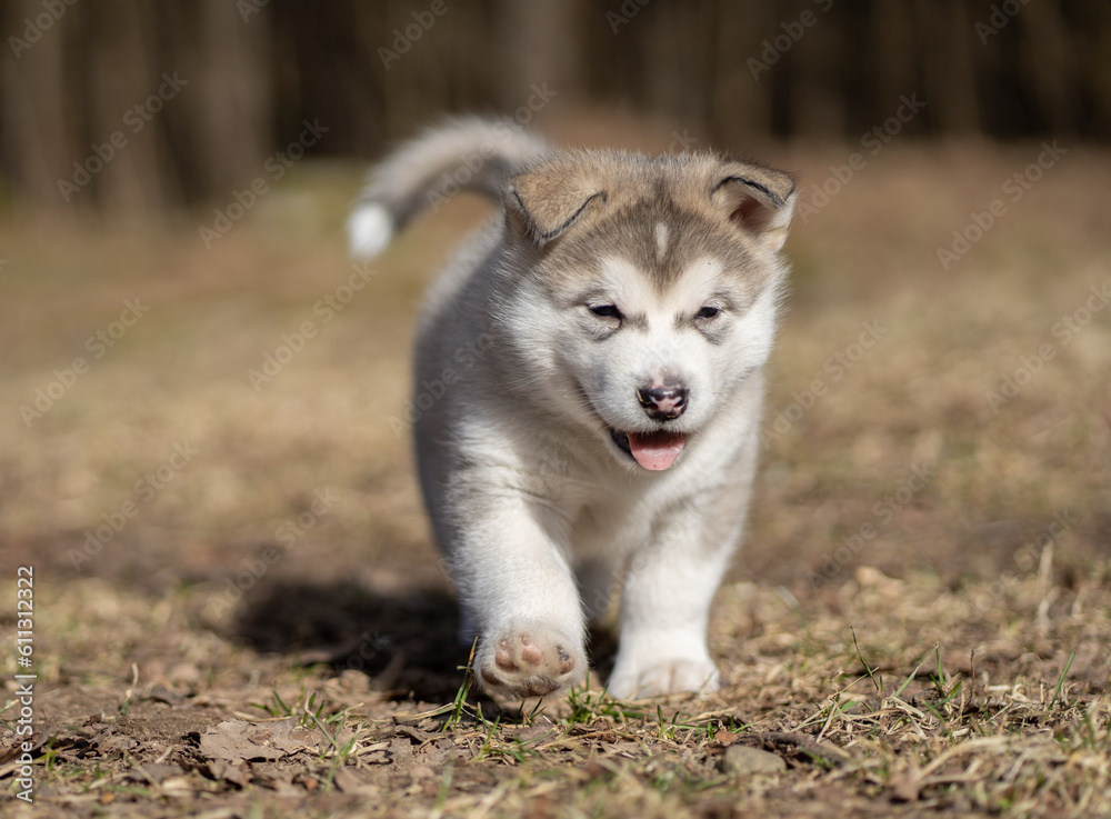 Alaskan Malamute Puppy Walking on the Grass. Young Dog. Portrait. Alaskan Malamute Puppy Walking on the Grass. Young Dog. Portrait.