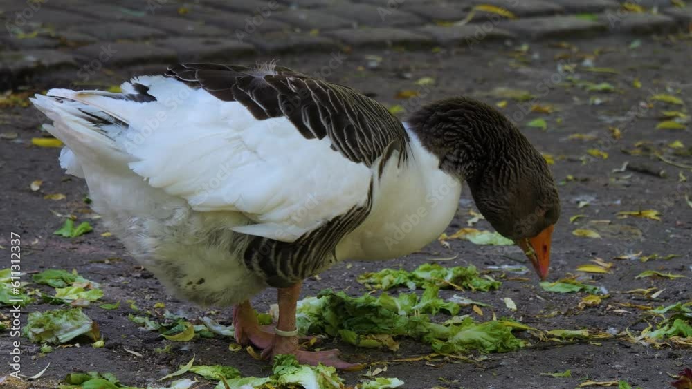 Goose eating lettuce from the ground Goose eating lettuce from the ground